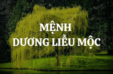 Dương Liễu Mộc sinh năm nào, hợp mệnh gì? Tiết lộ chấn động về tính cách và màu sắc phong thủy phù hợp Dương Liễu Mộc sinh năm nào, hợp mệnh gì? Tiết lộ chấn động về tính cách và màu sắc phong thủy phù hợp