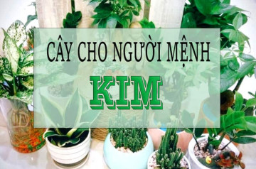 Mệnh Kim hợp cây gì? Cách chọn cây phong thủy mang tài lộc và may mắn vào nhà Mệnh Kim hợp cây gì? Cách chọn cây phong thủy mang tài lộc và may mắn vào nhà