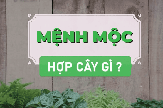 Mệnh mộc hợp cây gì? Top 5 loại cây siêu mạnh kích hoạt dòng năng lượng thịnh vượng cho mệnh Mộc Mệnh mộc hợp cây gì? Top 5 loại cây siêu mạnh kích hoạt dòng năng lượng thịnh vượng cho mệnh Mộc