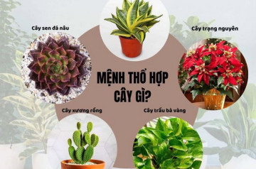 Mệnh Thổ hợp cây gì? 10+ loại cây phong thuỷ thu hút tài lộc & may mắn Mệnh Thổ hợp cây gì? 10+ loại cây phong thuỷ thu hút tài lộc & may mắn