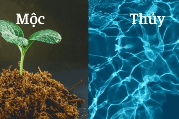 Mệnh Mộc và mệnh Thủy: Bí mật kinh ngạc về sức mạnh tương sinh ít người biết Mệnh Mộc và mệnh Thủy: Bí mật kinh ngạc về sức mạnh tương sinh ít người biết