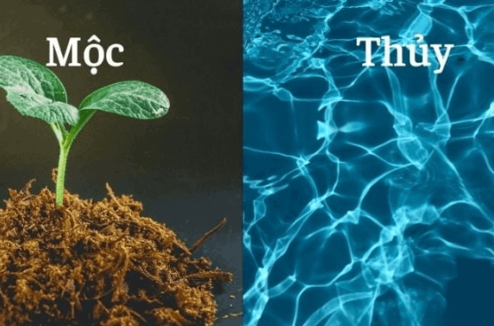 Mệnh Mộc và mệnh Thủy: Bí mật kinh ngạc về sức mạnh tương sinh ít người biết Mệnh Mộc và mệnh Thủy: Bí mật kinh ngạc về sức mạnh tương sinh ít người biết