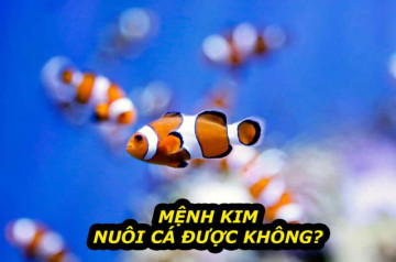Mệnh kim nuôi cá được không? Giải đáp toàn diện từ chuyên gia phong thủy IRUBY Mệnh kim nuôi cá được không? Giải đáp toàn diện từ chuyên gia phong thủy IRUBY