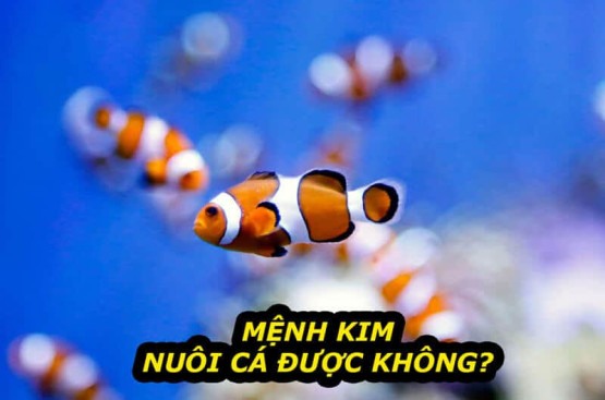 Mệnh kim nuôi cá được không? Giải đáp toàn diện từ chuyên gia phong thủy IRUBY Mệnh kim nuôi cá được không? Giải đáp toàn diện từ chuyên gia phong thủy IRUBY
