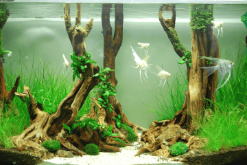 Gợi ý 8 hình nền may mắn cho người mệnh Mộc giúp thu hút tài lộc và cân bằng năng lượng Gợi ý 8 hình nền may mắn cho người mệnh Mộc giúp thu hút tài lộc và cân bằng năng lượng