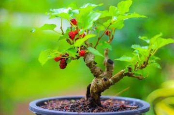 Tang Đố Mộc – Bóc tách bí ẩn năm sinh, ý nghĩa và màu sắc khơi dậy tiềm năng Tang Đố Mộc – Bóc tách bí ẩn năm sinh, ý nghĩa và màu sắc khơi dậy tiềm năng