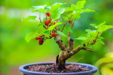 Ốc Thượng Thổ: Giải mã mệnh số & cách kích hoạt vận may theo phong thủy 2025 Ốc Thượng Thổ: Giải mã mệnh số & cách kích hoạt vận may theo phong thủy 2025