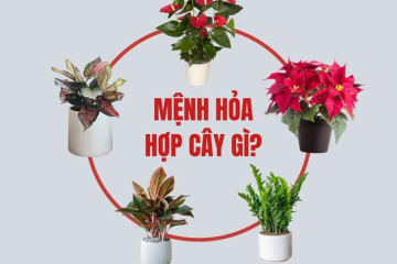 Tổng quan về Phù Thái Tuế: Bí quyết hóa giải vận hạn và tăng cường may mắn trong năm phạm Thái Tuế Tổng quan về Phù Thái Tuế: Bí quyết hóa giải vận hạn và tăng cường may mắn trong năm phạm Thái Tuế