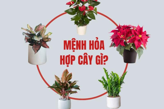 Mệnh Hỏa hợp cây gì? Bí quyết chọn và bố trí cây phong thủy cho người mệnh Hỏa Mệnh Hỏa hợp cây gì? Bí quyết chọn và bố trí cây phong thủy cho người mệnh Hỏa