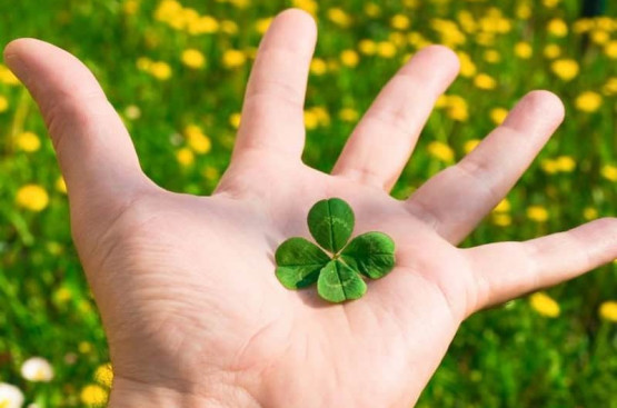 Cỏ 4 lá may mắn: Bí mật phong thủy ít người biết về biểu tượng may mắn ngàn năm Cỏ 4 lá may mắn: Bí mật phong thủy ít người biết về biểu tượng may mắn ngàn năm