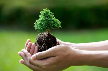 Mộc khắc Thổ: Khám phá bí mật tương khắc và cách hóa giải hiệu quả nhất Mộc khắc Thổ: Khám phá bí mật tương khắc và cách hóa giải hiệu quả nhất