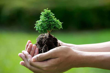 Mộc khắc Thổ: Khám phá bí mật tương khắc và cách hóa giải hiệu quả nhất Mộc khắc Thổ: Khám phá bí mật tương khắc và cách hóa giải hiệu quả nhất
