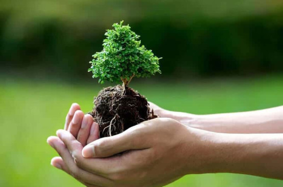 Mộc khắc Thổ: Khám phá bí mật tương khắc và cách hóa giải hiệu quả nhất Mộc khắc Thổ: Khám phá bí mật tương khắc và cách hóa giải hiệu quả nhất