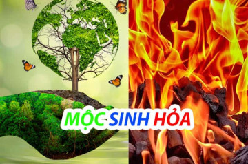 Mộc sinh Hỏa: Giải mã quy luật tương sinh và cách ứng dụng vào cuộc sống Mộc sinh Hỏa: Giải mã quy luật tương sinh và cách ứng dụng vào cuộc sống