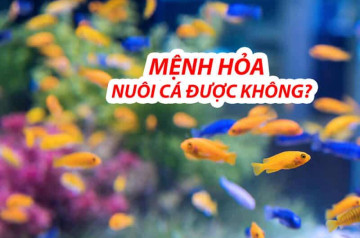 Mệnh Hỏa nuôi cá được không? Hướng dẫn chi tiết từ chọn loại cá đến vị trí đặt bể Mệnh Hỏa nuôi cá được không? Hướng dẫn chi tiết từ chọn loại cá đến vị trí đặt bể