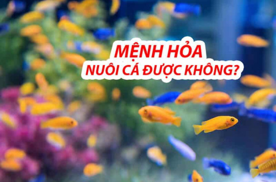 Mệnh Hỏa nuôi cá được không? Hướng dẫn chi tiết từ chọn loại cá đến vị trí đặt bể Mệnh Hỏa nuôi cá được không? Hướng dẫn chi tiết từ chọn loại cá đến vị trí đặt bể