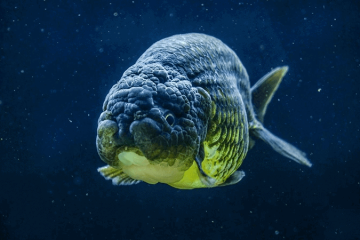 Hình xăm mệnh Thủy – Biểu tượng huyền bí thức tỉnh nguồn năng lượng tiềm ẩn Hình xăm mệnh Thủy – Biểu tượng huyền bí thức tỉnh nguồn năng lượng tiềm ẩn