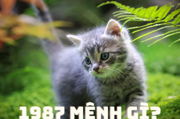 Người sinh năm 1987 mệnh gì? Hành trình khám phá vận mệnh tuổi Đinh Mão Người sinh năm 1987 mệnh gì? Hành trình khám phá vận mệnh tuổi Đinh Mão