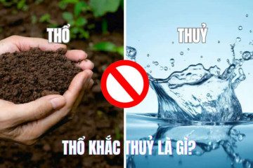 Mộc khắc Thổ: Khám phá bí mật tương khắc và cách hóa giải hiệu quả nhất Mộc khắc Thổ: Khám phá bí mật tương khắc và cách hóa giải hiệu quả nhất