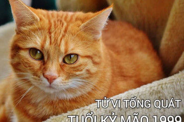 Tử vi tuổi Kỷ Mão năm 2026 nam mạng: Thử thách trong công việc và sức khoẻ Tử vi tuổi Kỷ Mão năm 2026 nam mạng: Thử thách trong công việc và sức khoẻ