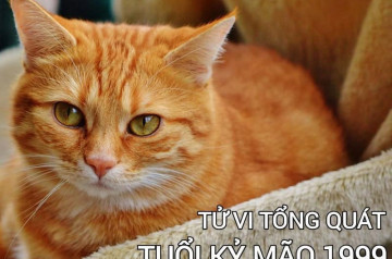 Tử vi tuổi Kỷ Mão năm 2026 nữ mạng: Thay đổi tích cực, thăng tiến mạnh mẽ Tử vi tuổi Kỷ Mão năm 2026 nữ mạng: Thay đổi tích cực, thăng tiến mạnh mẽ