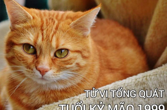 Tử vi tuổi Kỷ Mão năm 2026 nữ mạng: Thay đổi tích cực, thăng tiến mạnh mẽ Tử vi tuổi Kỷ Mão năm 2026 nữ mạng: Thay đổi tích cực, thăng tiến mạnh mẽ