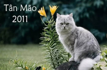 Tử vi tuổi Tân Mão năm 2026 nữ mạng: Nhiều khởi sắc, phát triển mạnh mẽ Tử vi tuổi Tân Mão năm 2026 nữ mạng: Nhiều khởi sắc, phát triển mạnh mẽ