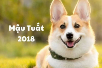 Tử vi trọn đời Mậu Tuất: Bức tranh cuộc đời đầy đủ, chi tiết nhất cho tuổi Tuất Tử vi trọn đời Mậu Tuất: Bức tranh cuộc đời đầy đủ, chi tiết nhất cho tuổi Tuất
