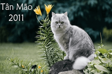 Tử vi trọn đời Tân Mão 2011 – Những năm tuổi dễ phát tài, phát lộc và cần kiêng kỵ Tử vi trọn đời Tân Mão 2011 – Những năm tuổi dễ phát tài, phát lộc và cần kiêng kỵ
