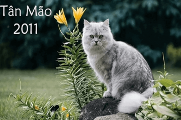 Tử vi trọn đời Đinh Sửu: Bức tranh toàn diện về cuộc đời, sức khỏe và tình duyên Tử vi trọn đời Đinh Sửu: Bức tranh toàn diện về cuộc đời, sức khỏe và tình duyên