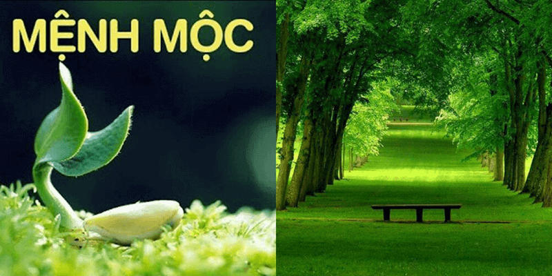 Mau hop nhat voi nguoi menh Moc hien nay la xanh la cay