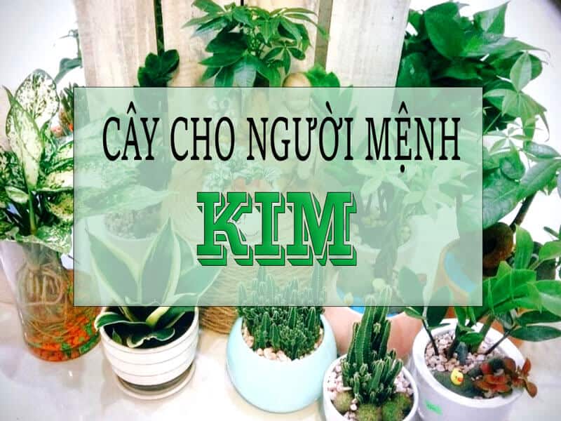chon cay phong thuy cho nguoi menh kim de tao khong gian song hai hoa, can bang va thinh vuong