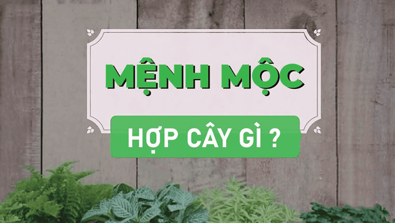 Nguoi menh Moc nen chon nhung loai cay co dac tinh Thuy de nhan duoc nguon nang luong tuong sinh