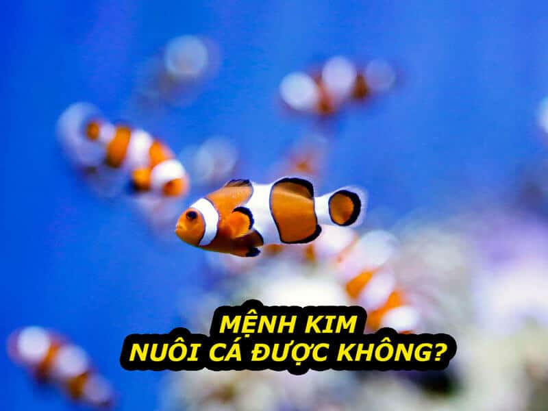 nuoi ca co the giup nguoi menh kim cai thien tai loc va suc khoe