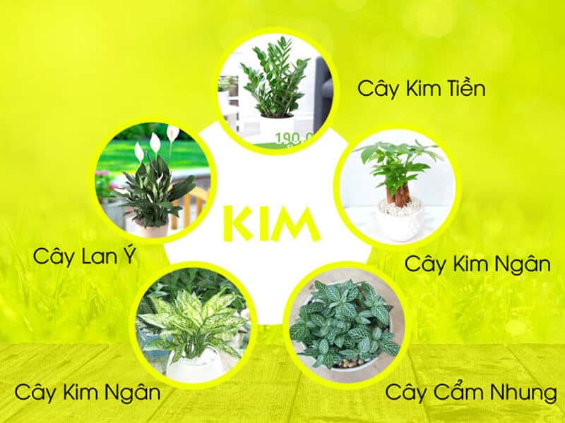 nhung loai cay canh phu hop voi nguoi menh kim
