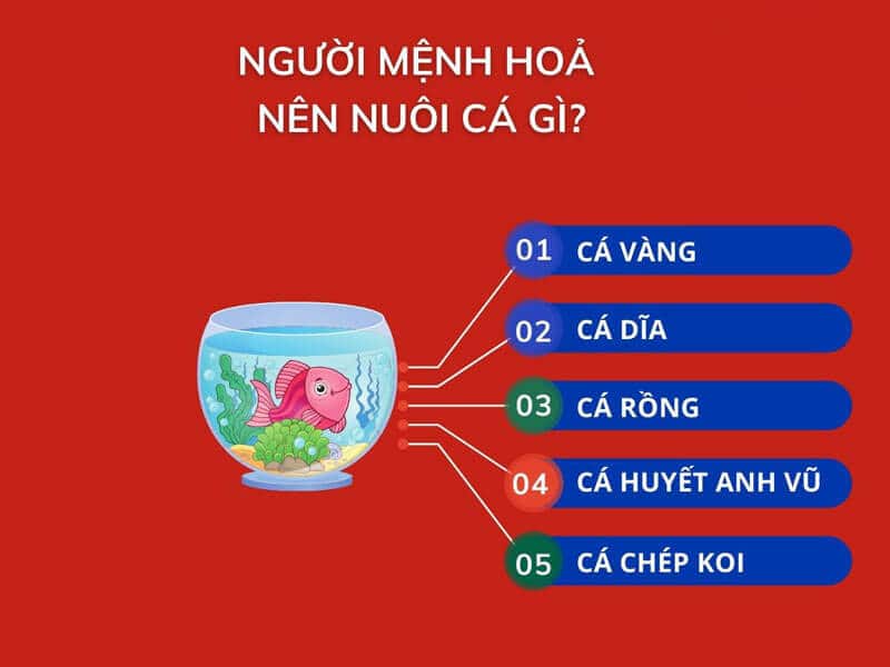 moi mot loai ca mang mot y nghia phong thuy rieng doi voi nguoi menh hoa