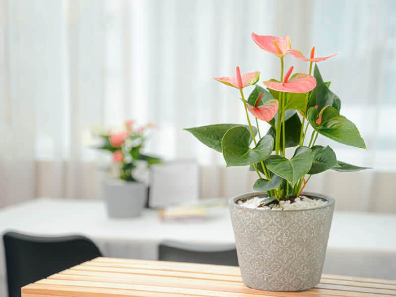 cay hong mon la loai cay ly tuong nhat doi voi nguoi menh hoa