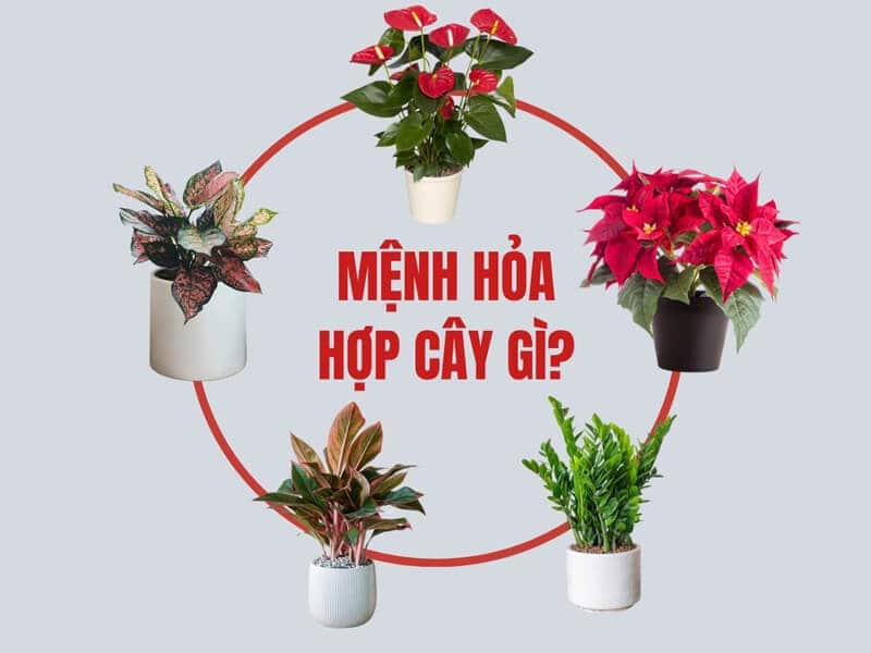 cay phong thuy co the giup nguoi menh hoa gap nhieu may man, thuan loi trong cong viec va cuoc song