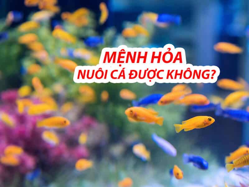 nguoi menh hoa co the nuoi ca de tao su can bang trong cuoc song