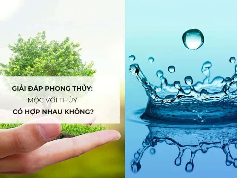 menh thuy va menh moc hoa hop nhu nuoc va cay cung nhau phat trien