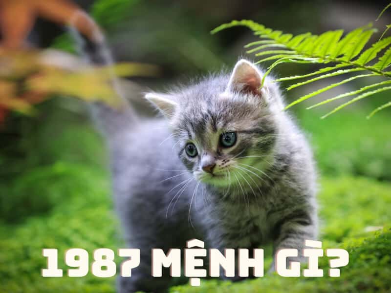 nguoi sinh nam 1987 thuoc menh hoa, co ban menh la lu trung hoa (lua trong lo)