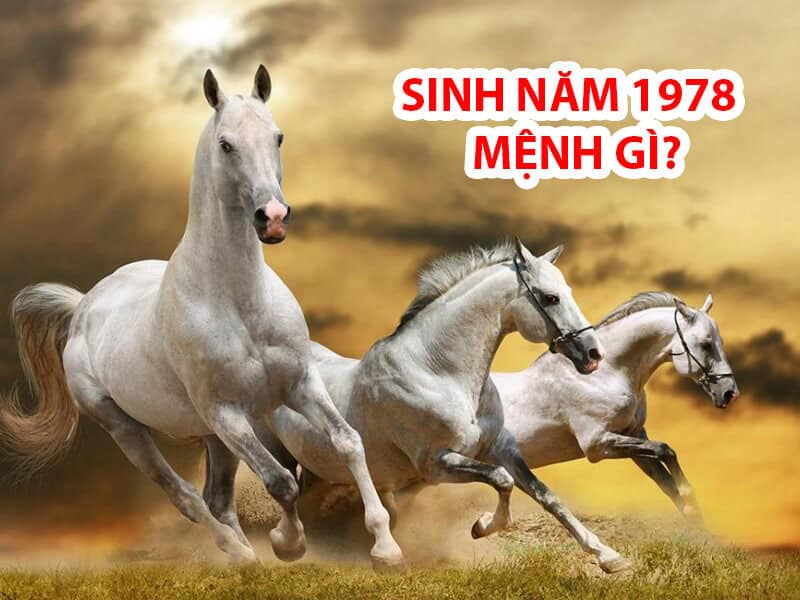 nguoi sinh nam 1978 thuoc tuoi ngo (mau ngo)