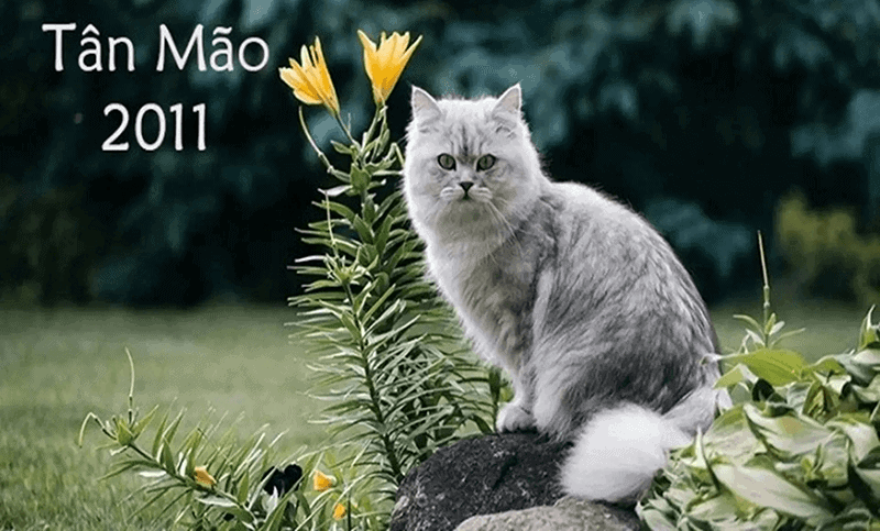 Tuoi Tan Mao 2011 se thuoc menh Tung Bach Moc va co tinh cach kien cuong, khong de bi khuat phuc truoc kho khan