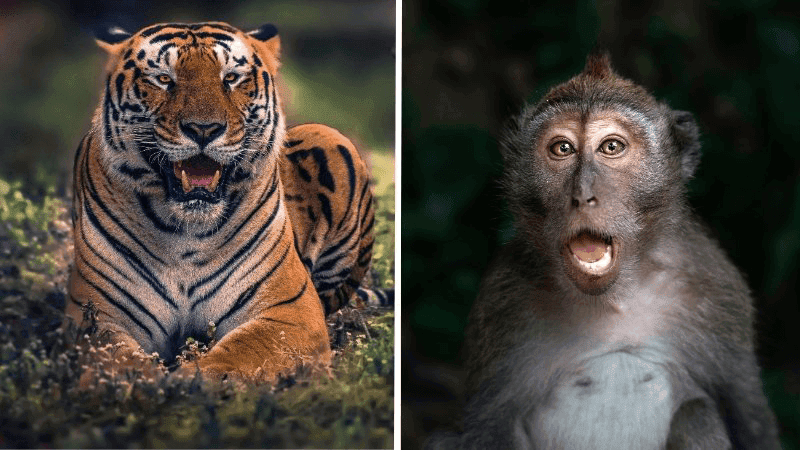 Dan Than la cap xung khac rat manh, neu so voi Ty Hoi thi se co su doi khang ro ret hon nhieu