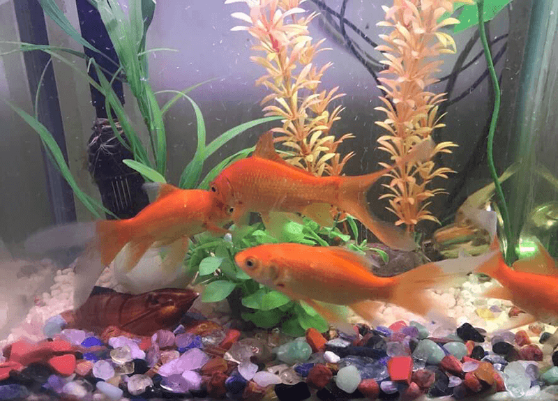 Moi nguoi co the su dung da thach anh vun cho be ca hoac tieu canh de dieu hoa khi truong nha o