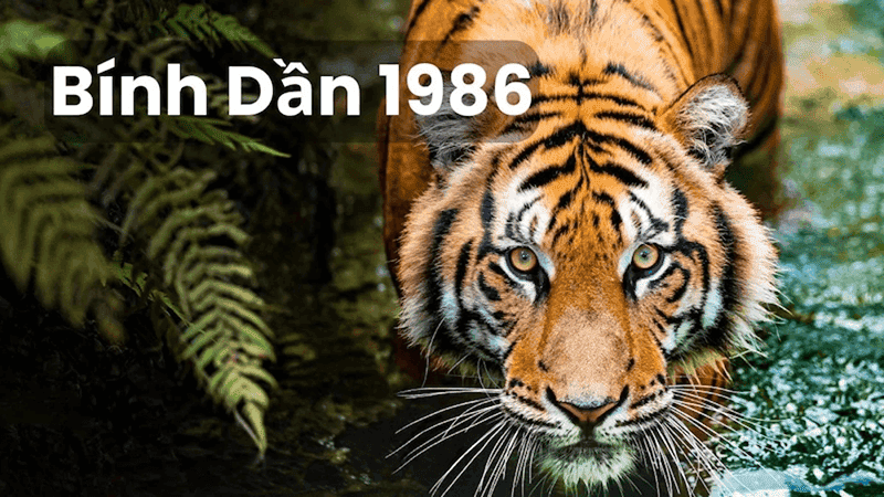 Tuoi Binh Dan 1986 se phai trai qua nhieu lan trong doi va mot chu ky thuong keo dai 3 nam lien tiep