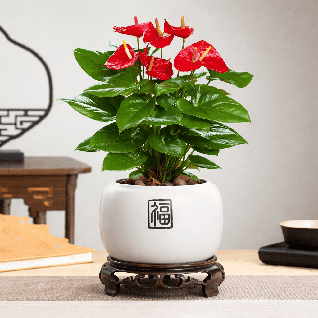 Những loại cây thuộc hành Hỏa giúp mệnh Thổ thêm may mắn thịnh vượng