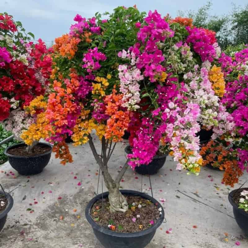 Cây hoa giấy sắc đỏ hành Hỏa chiêu tài đón lộc cho mệnh Thổ
