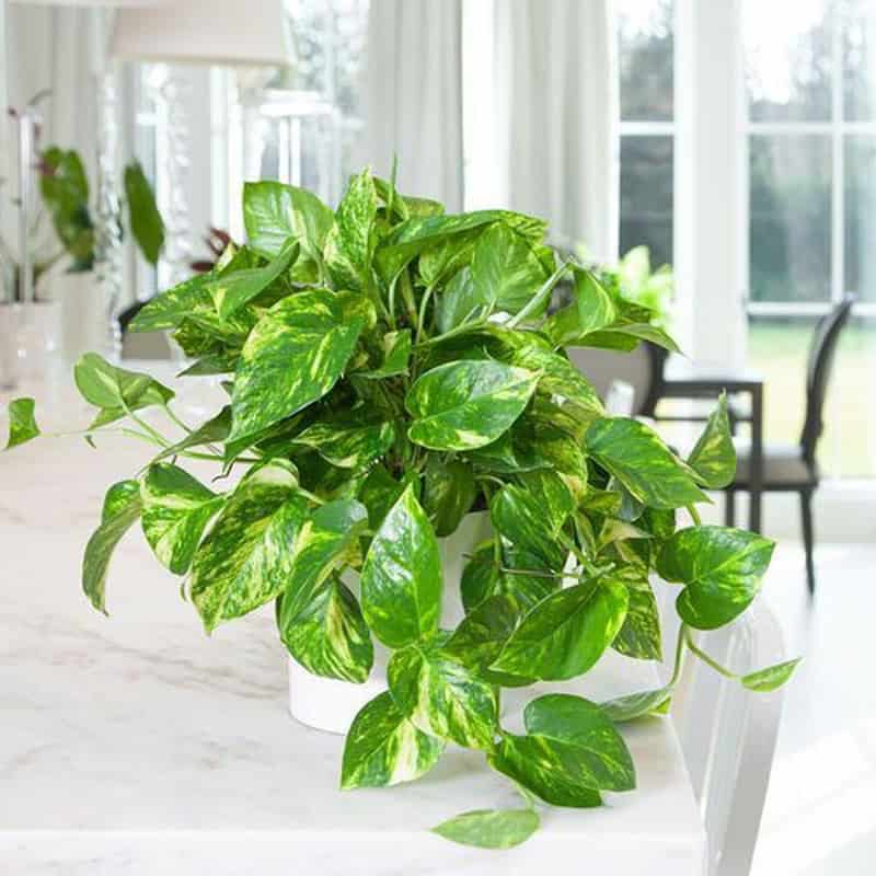 Cây vạn niên thanh giúp củng cố bản mệnh của Lộ Bàng Thổ