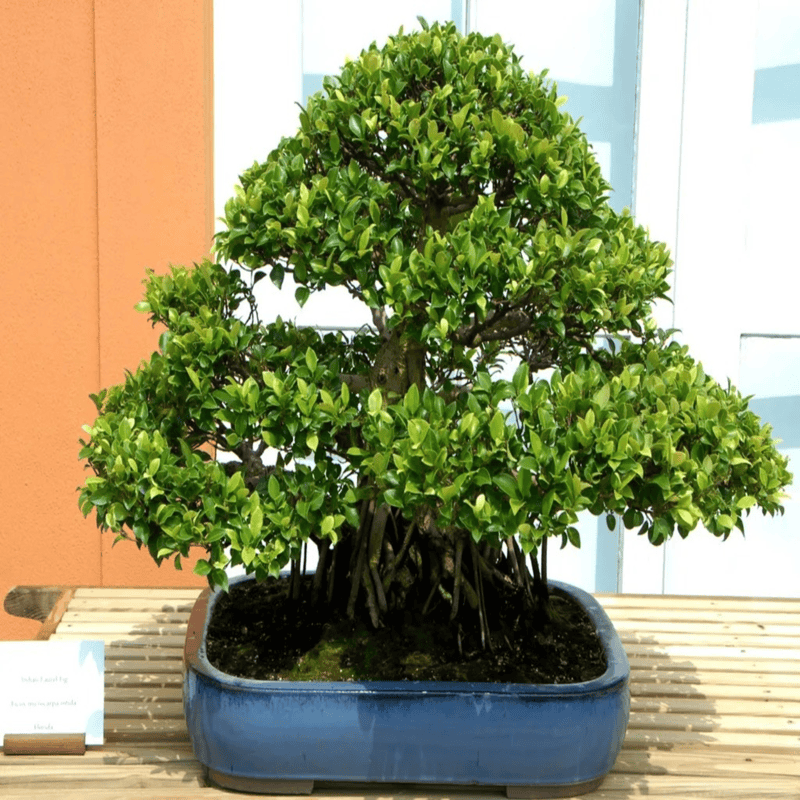 Cây Đa là loại cây mà gia chủ mệnh Thổ nên hạn chế trồng trước nhà bởi năng lượng Mộc quá mạnh